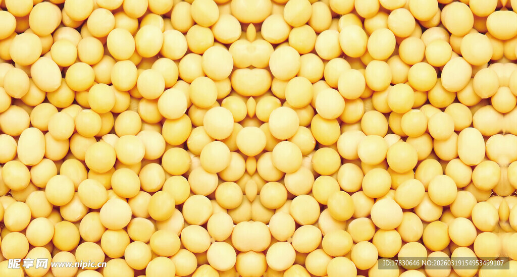 黄豆