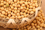 黄豆