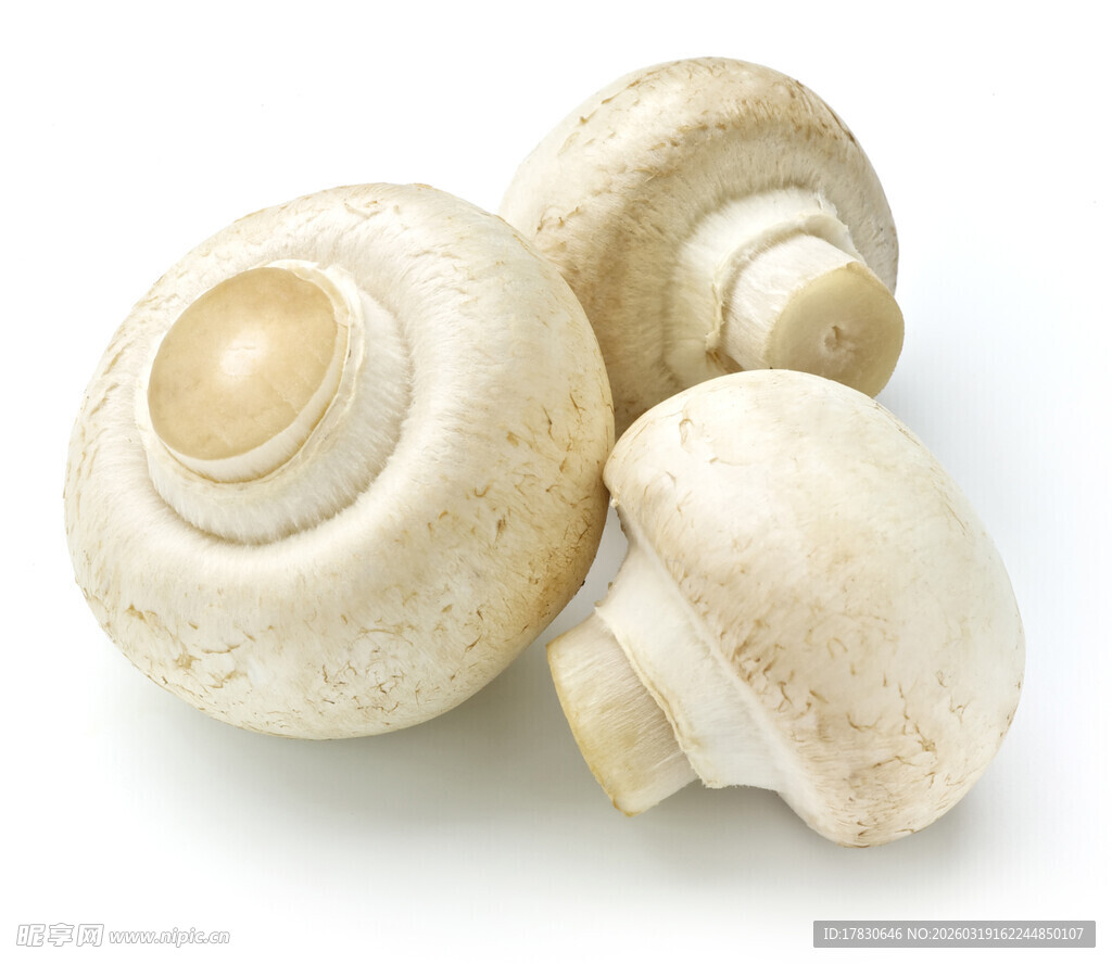 蘑菇