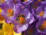 紫番红花上的忙碌蜜蜂