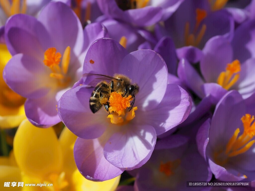 紫番红花上的忙碌蜜蜂