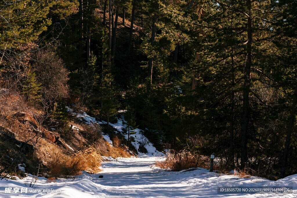 冬日山林中的冰雪小径
