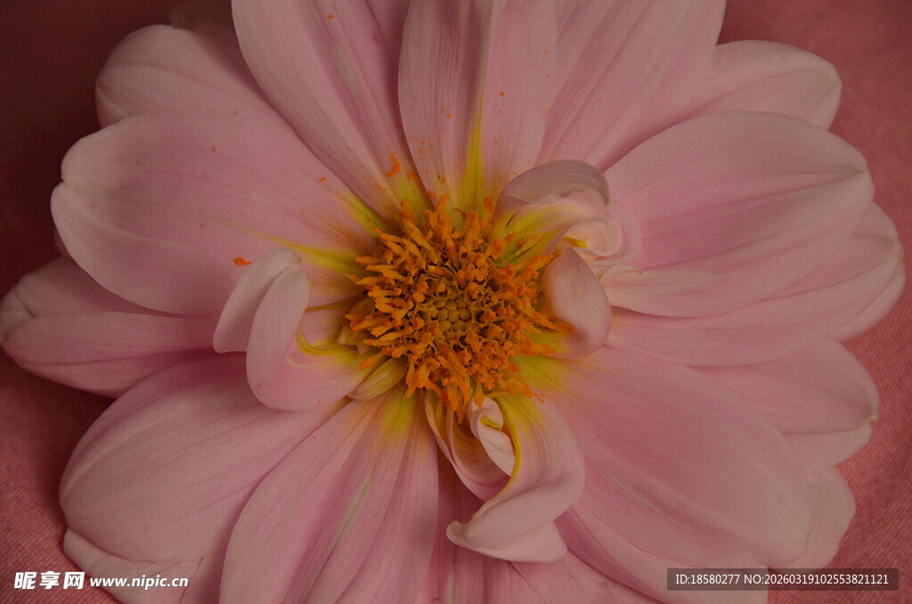 粉色娇艳花朵特写