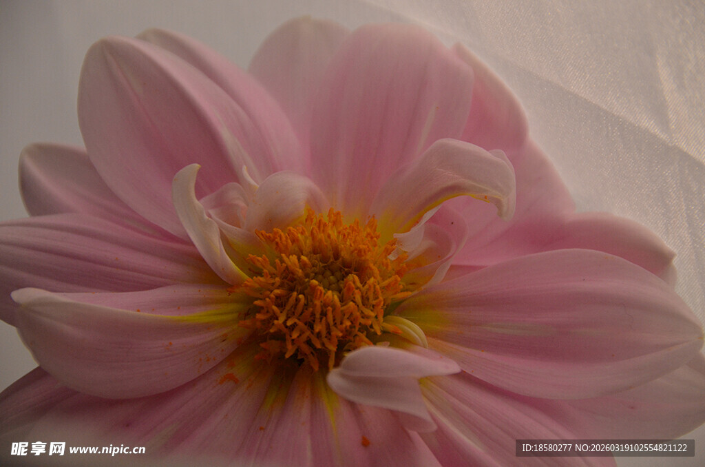 粉色大丽花特写