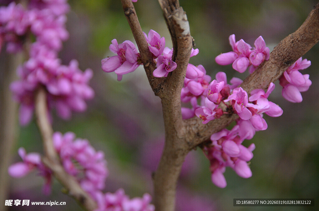 枝头绽放的粉嫩紫荆花