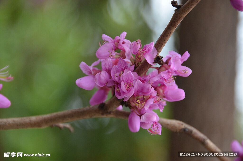 枝头绽放的娇艳紫荆花