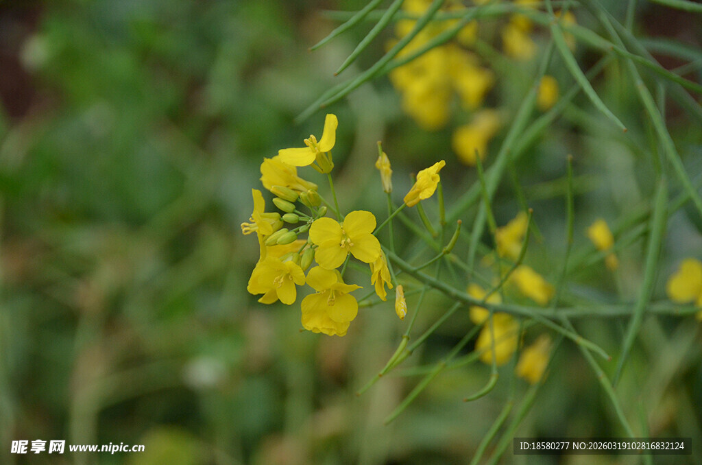 田野中的黄色小花