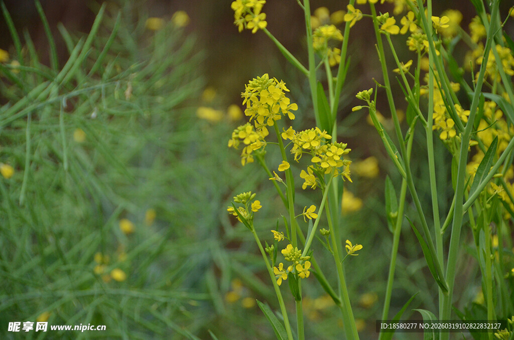 田野中的灿烂黄色小花