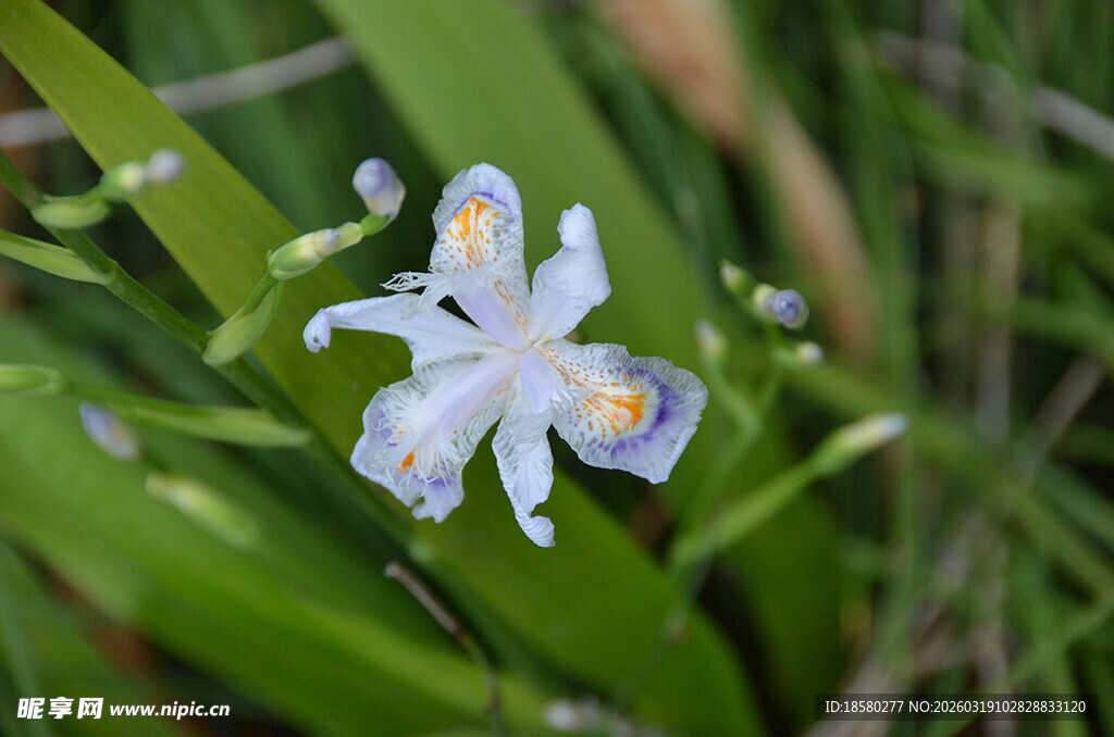 清新白色小花绽放绿叶间