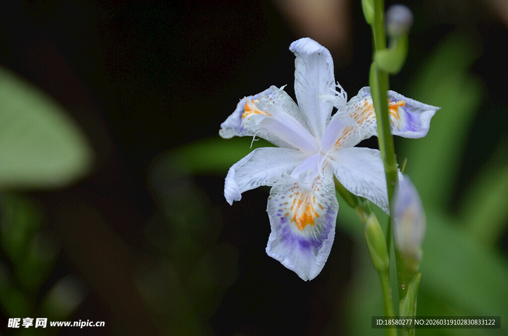 白色鸢尾花特写
