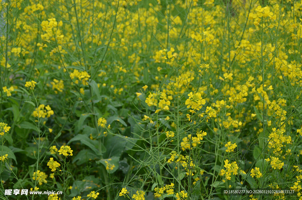 金黄油菜花田绽放生机