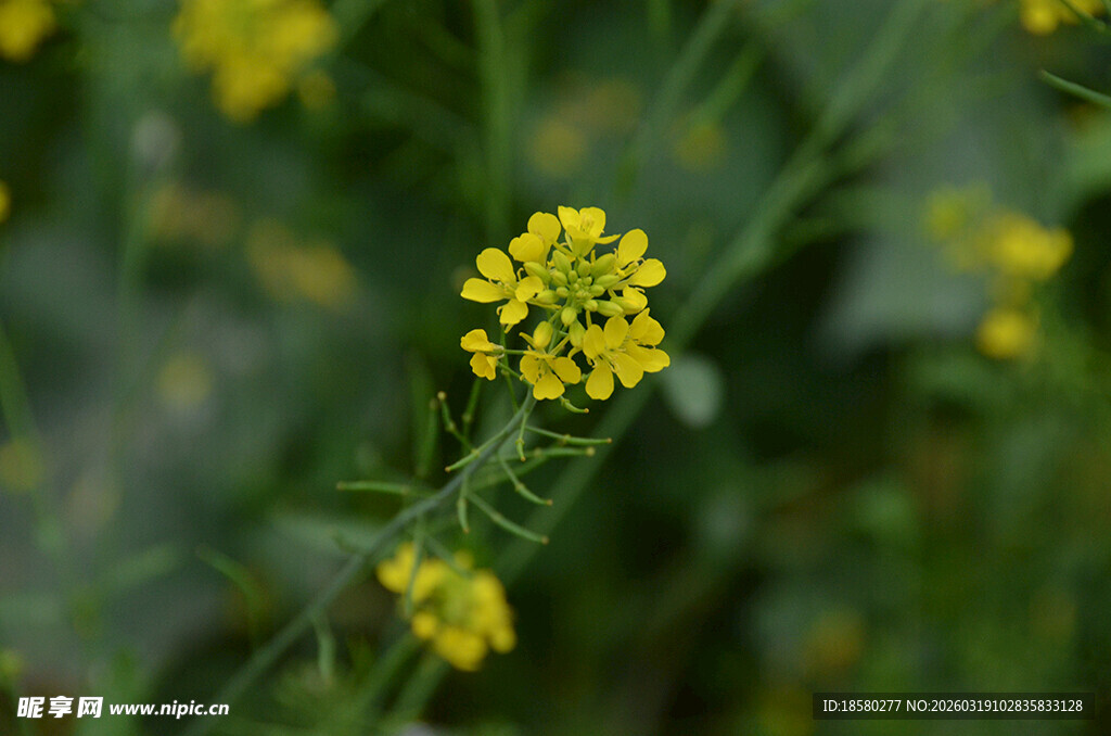黄色小花绽放绿意间