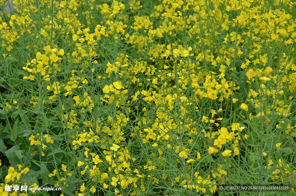 金黄灿烂的油菜花田