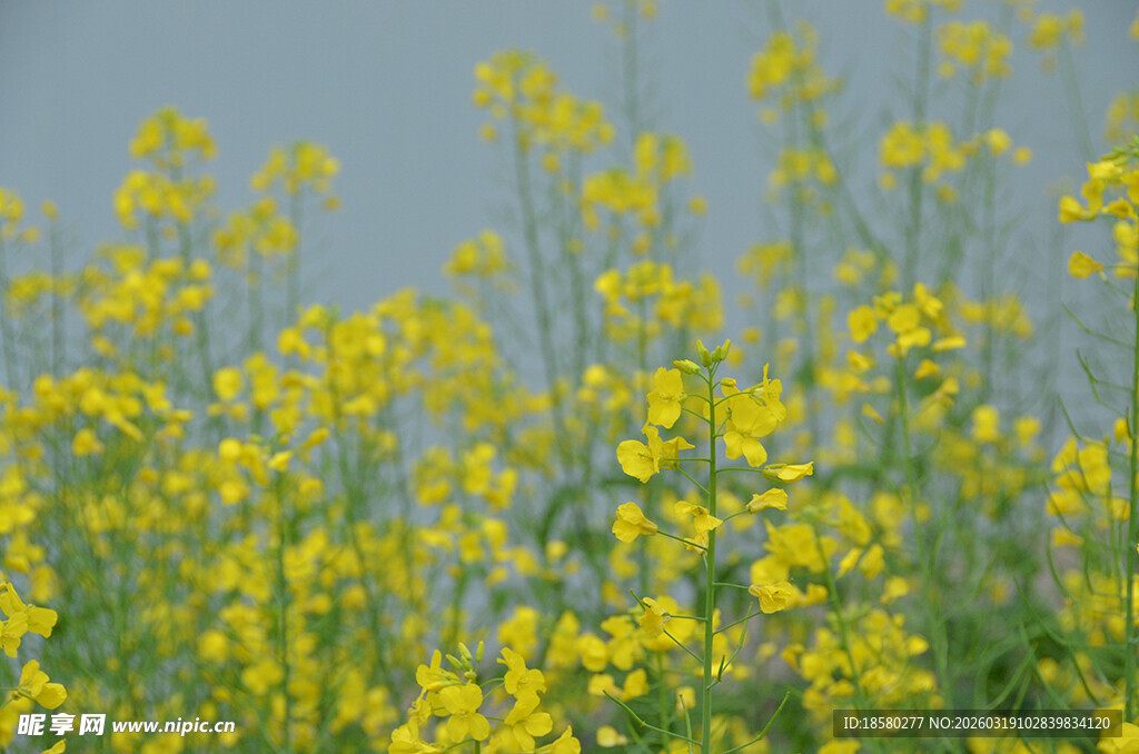 金黄油菜花绽放