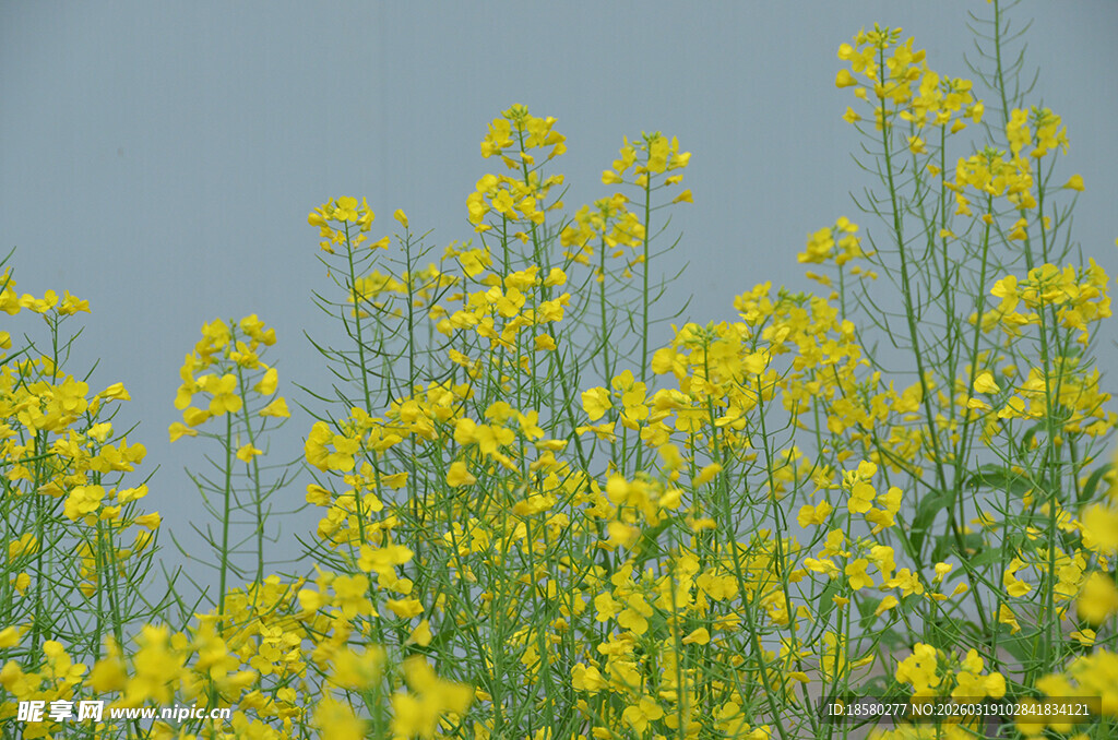 金黄油菜花绽放蓝天之下