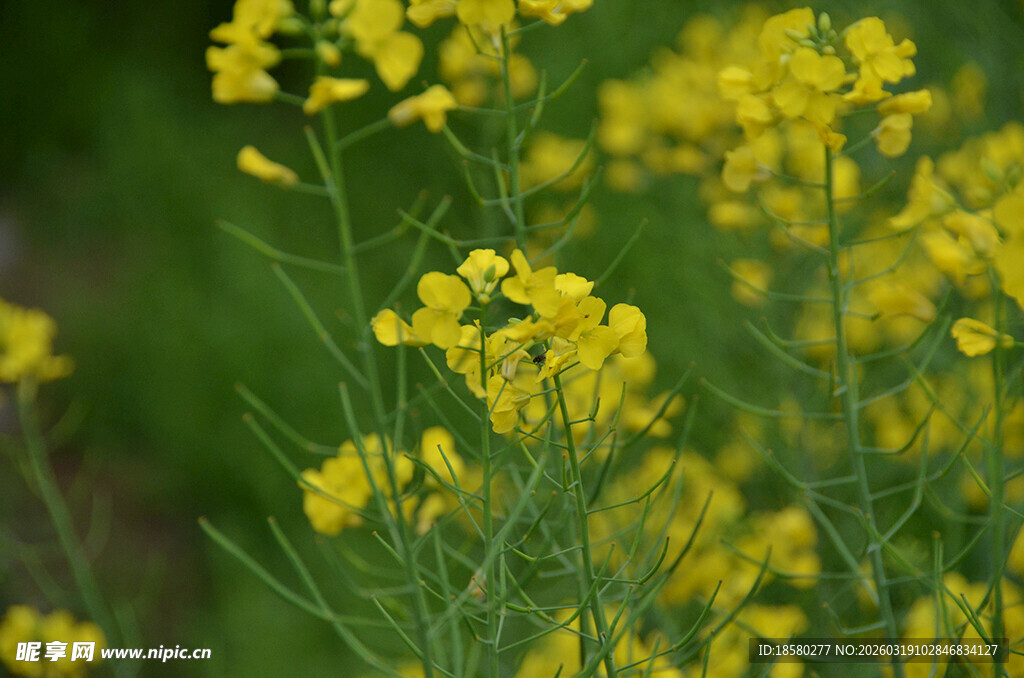 金黄油菜花绽放于绿野