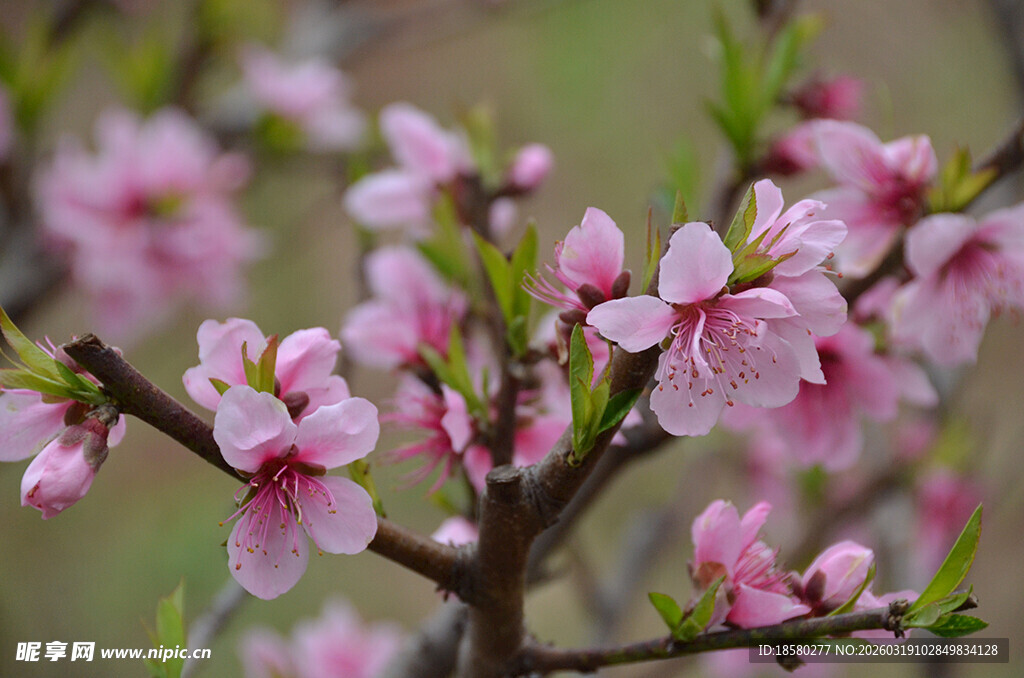 粉嫩桃花绽放枝头