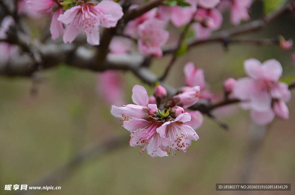 枝头绽放的粉嫩桃花