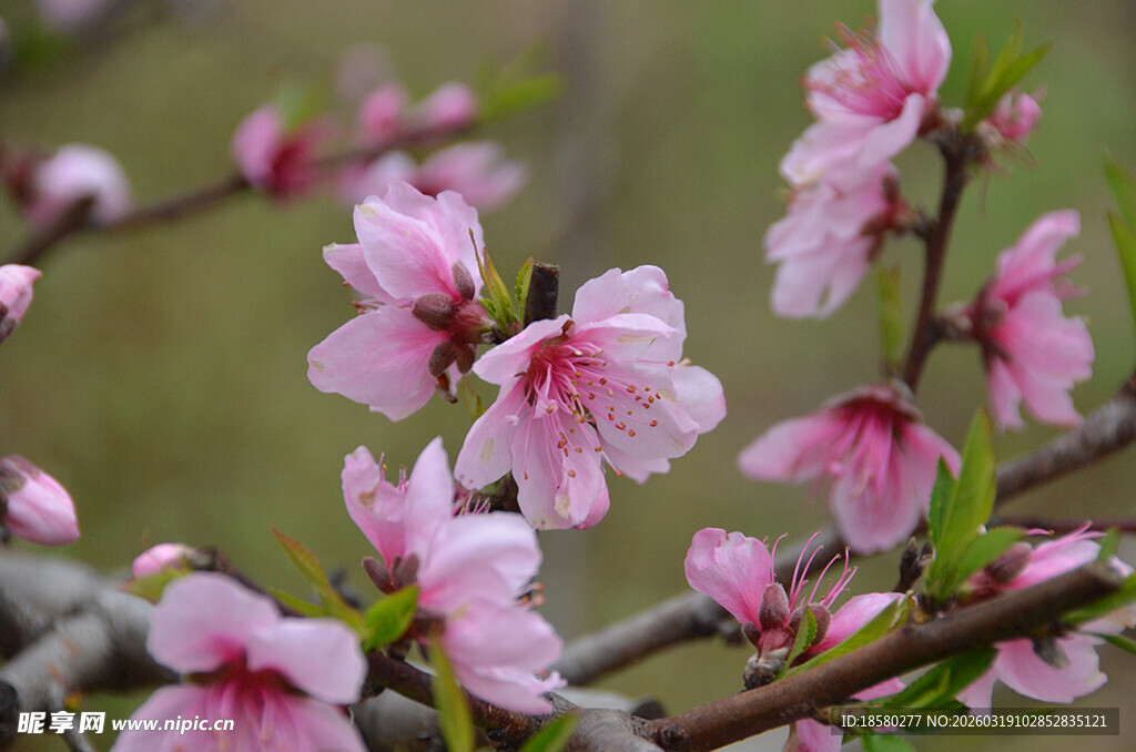 枝头绽放的粉嫩桃花
