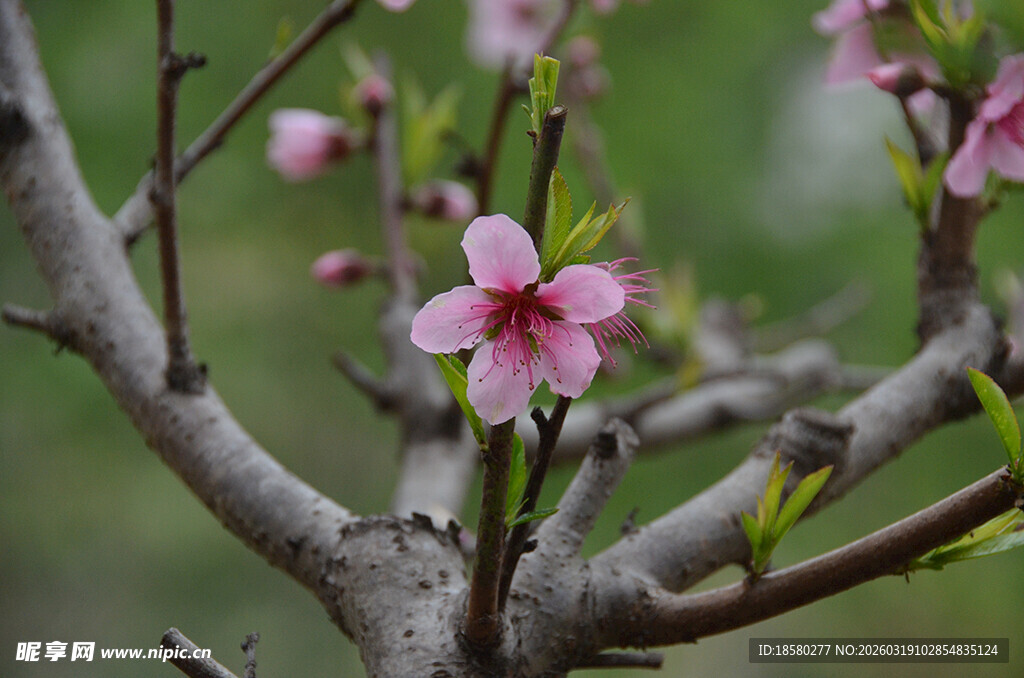 枝头绽放的粉嫩桃花