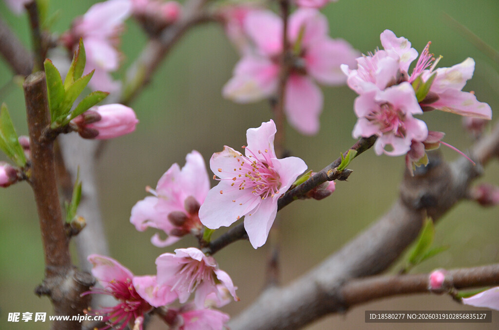 枝头粉嫩桃花绽放