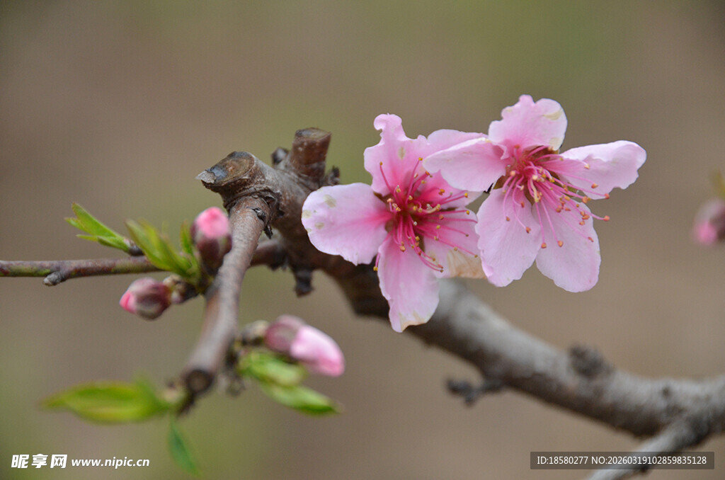 枝头绽放的粉嫩桃花