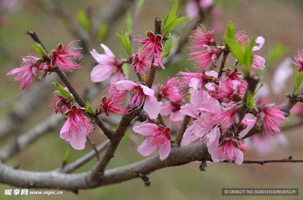 枝头绽放的粉嫩桃花