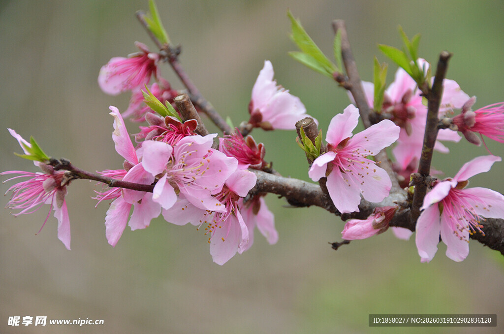 枝头绽放的粉嫩桃花