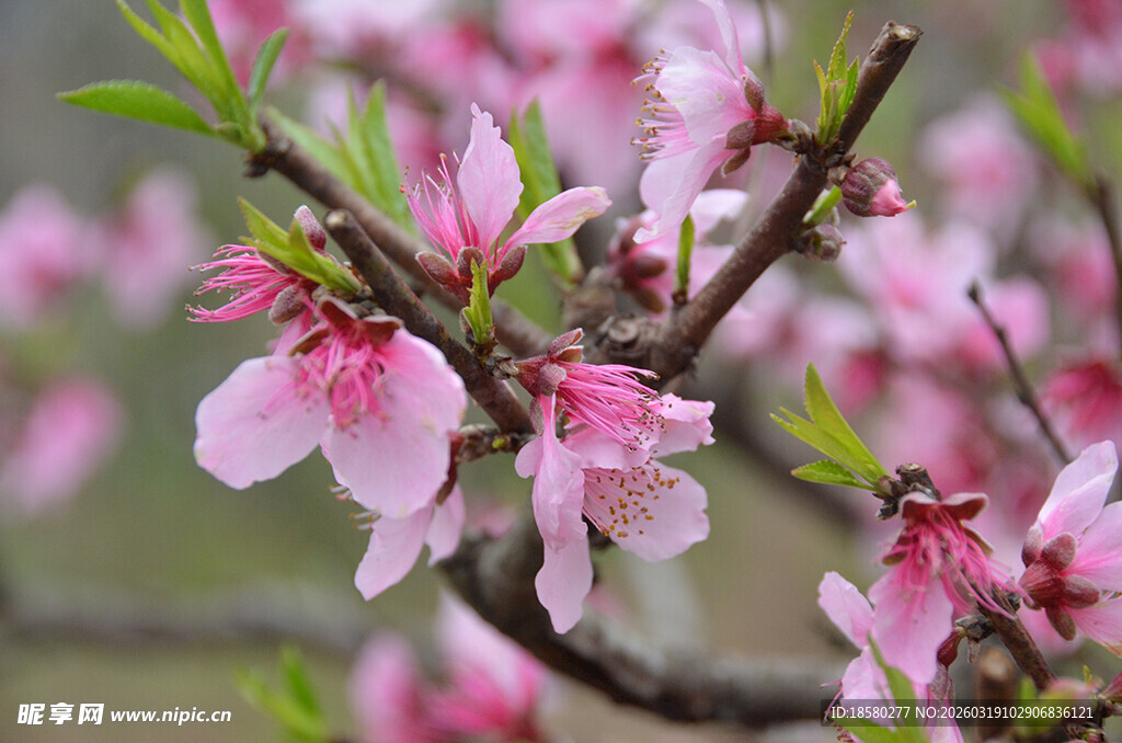 枝头绽放的粉嫩桃花