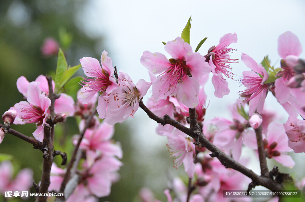 枝头绽放的粉嫩桃花