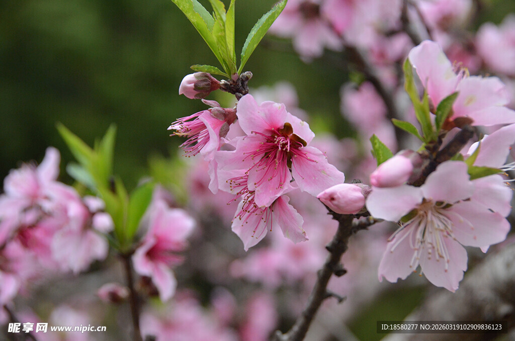 粉嫩桃花绽放枝头