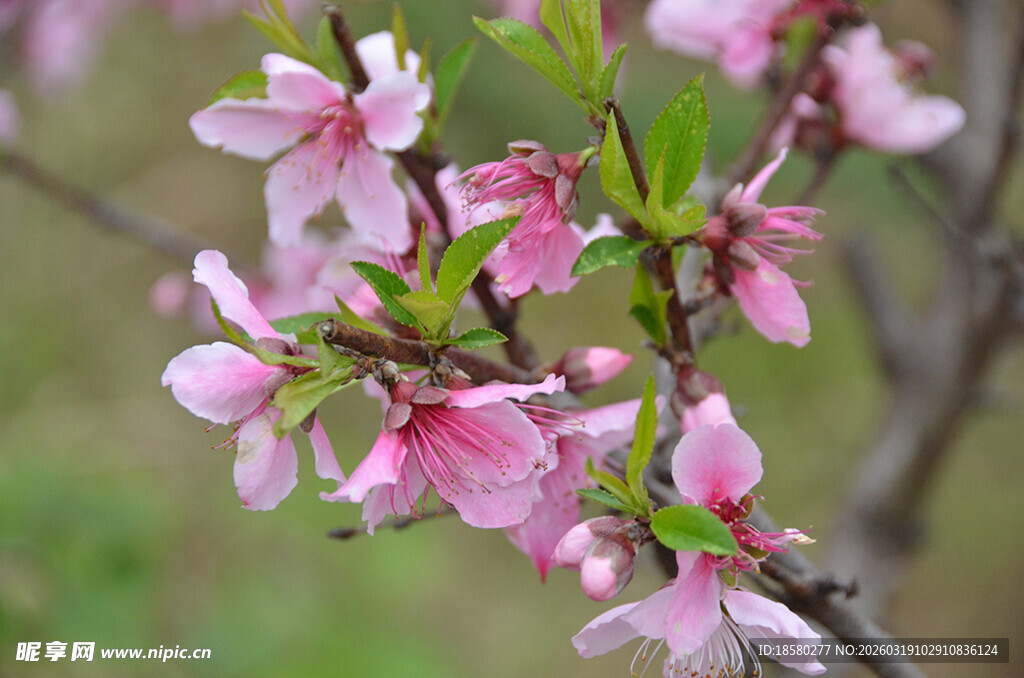 枝头绽放的粉嫩桃花