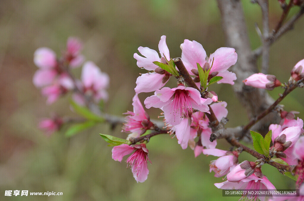 枝头绽放的粉嫩桃花