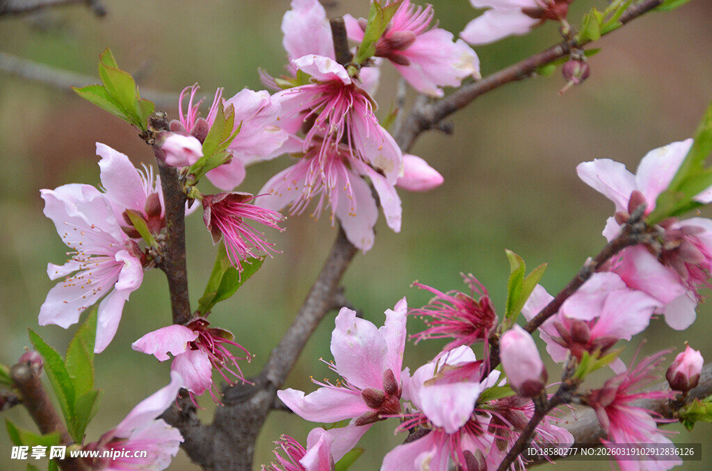 娇艳盛开的粉嫩桃花枝
