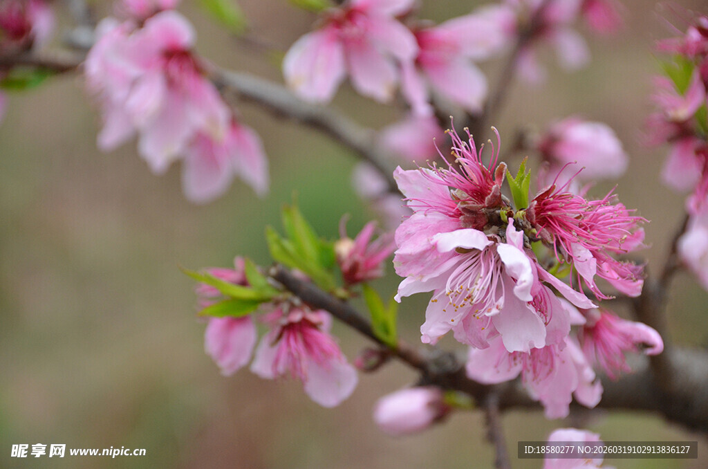 娇艳桃花枝头绽放