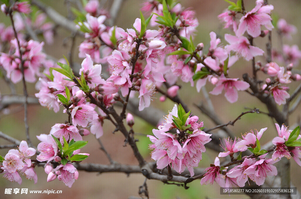 盛开的粉色娇艳桃花