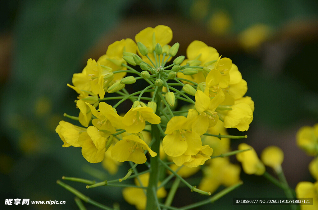 黄色绽放的油菜花