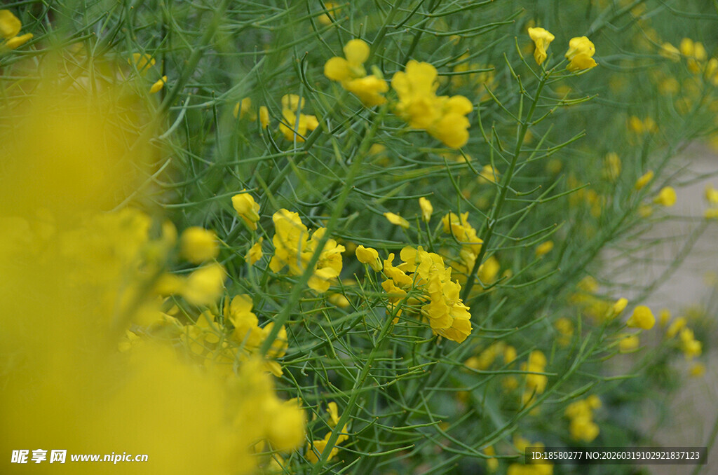 金黄油菜花绽放美景