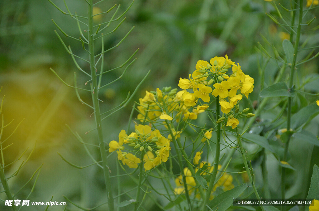 田野间绽放的黄色油菜花