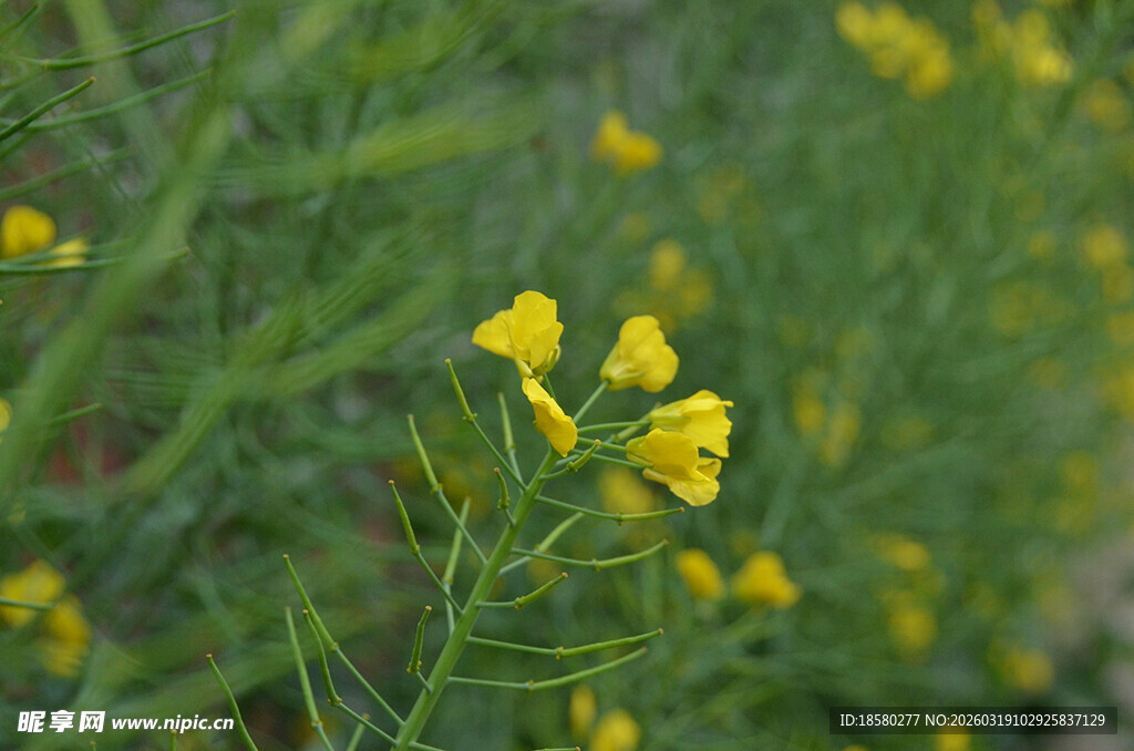 田野间绽放的黄色油菜花小花