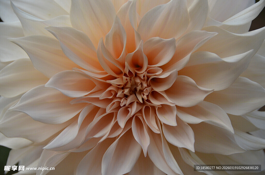 大丽花特写柔美花瓣绽放