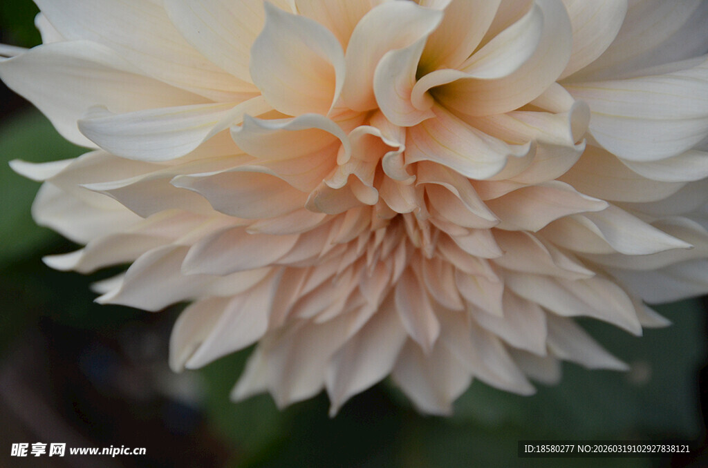 淡粉色大丽花特写