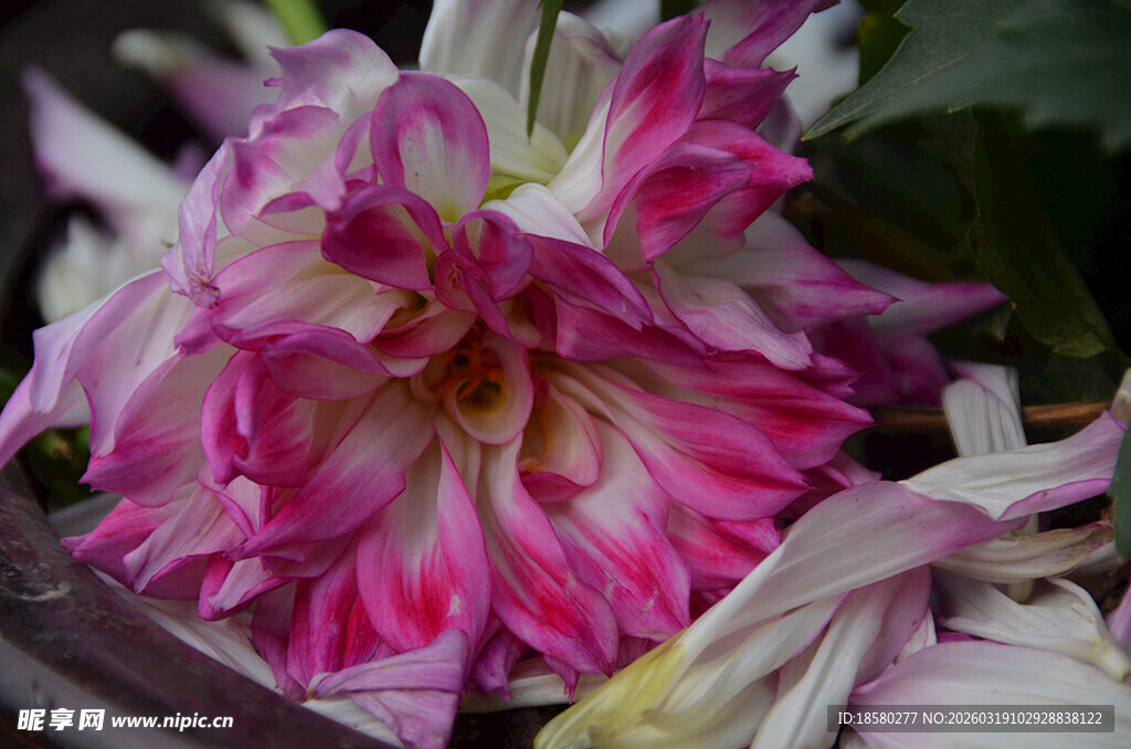 娇艳多彩大丽花特写