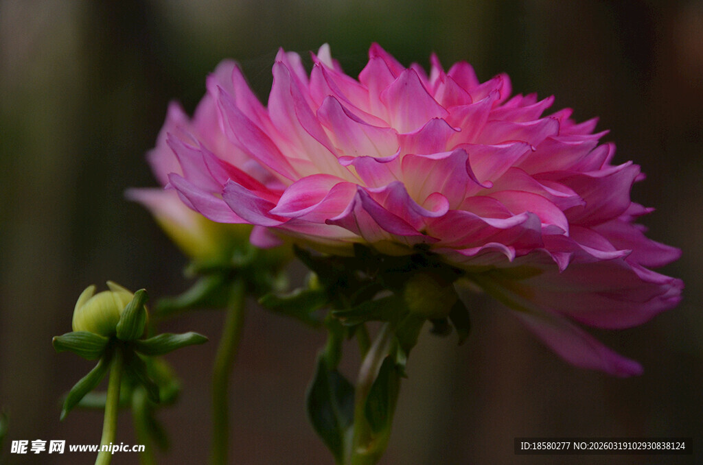 娇艳粉色大丽花绽放