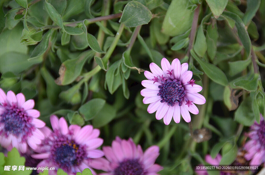 紫色雏菊花丛绽放
