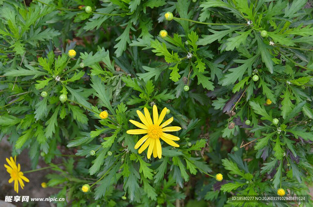 绿叶丛中的黄色小花