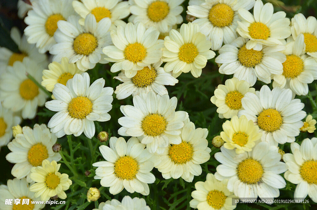 白色雏菊绽放的美丽画面