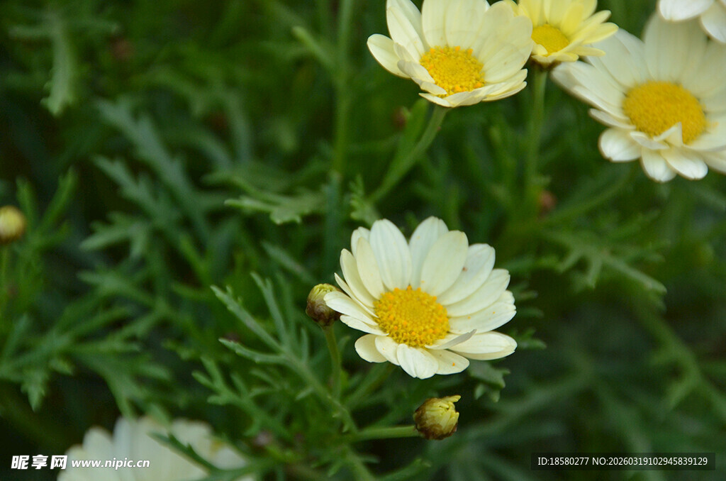 玛格丽特清新小白菊绽放绿意间