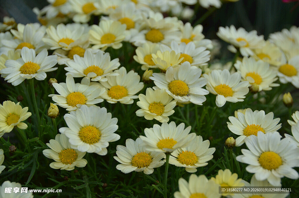 玛格丽特白晶菊盛开的白色雏菊