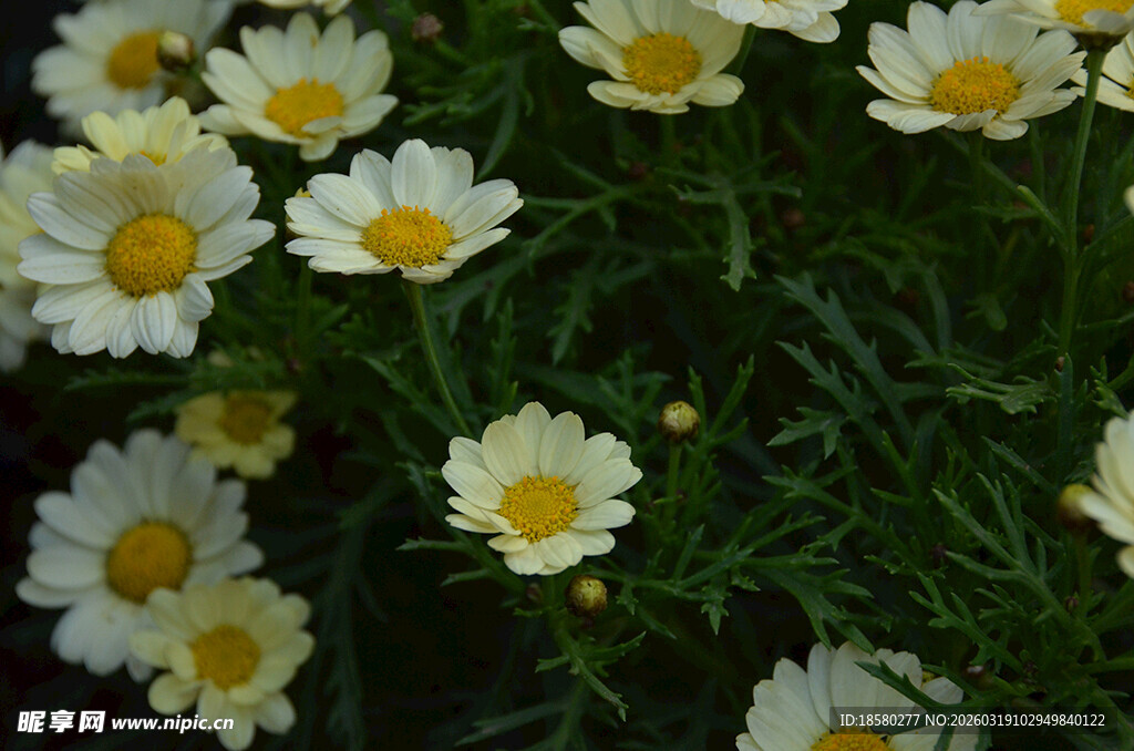 玛格丽特白色雏菊绽放绿意间